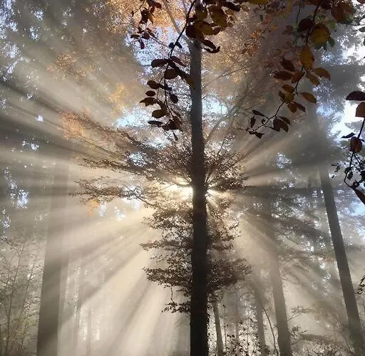 Chalet Terrain Cloture, Bien Place, 2 Xonrupt-Longemer